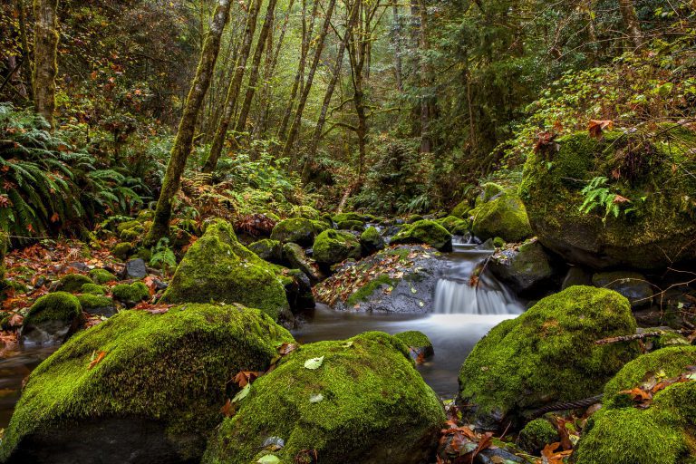 Oregon forest deal still alive, timber companies, environmentalists say