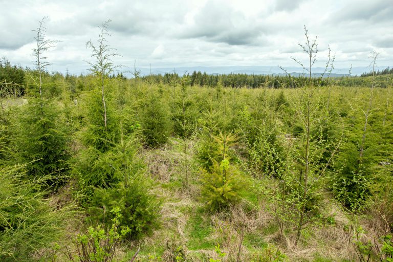 Governor Kate Brown Announces Continued Agreement on Science-Based Forest Management