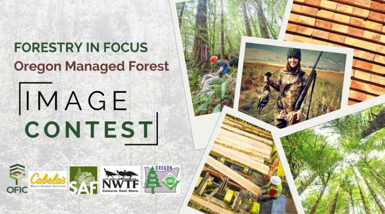 Forestry in Focus