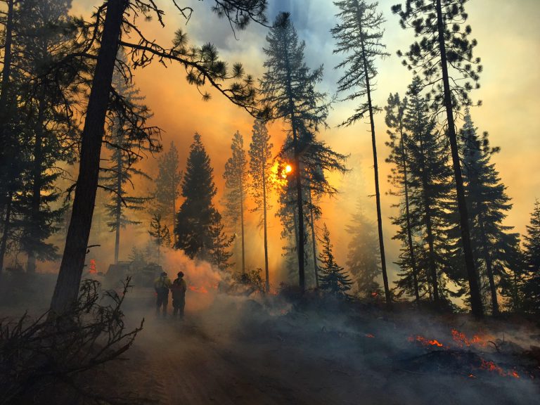 PROFESSIONAL FORESTERS FILE INITIATIVES TO PROTECT PROVEN FORESTRY PRACTICES AND REDUCE WILDFIRE RISK