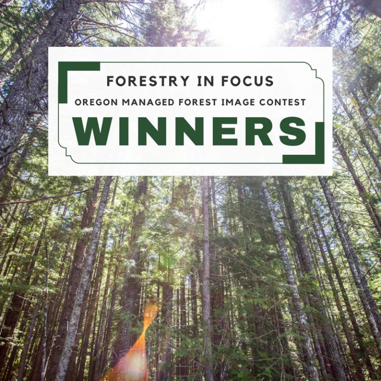 Winners of Forestry in Focus Image Contest Announced