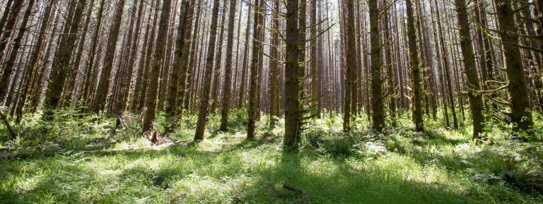Oregon forest ‘habitat conservation plan’ worries counties