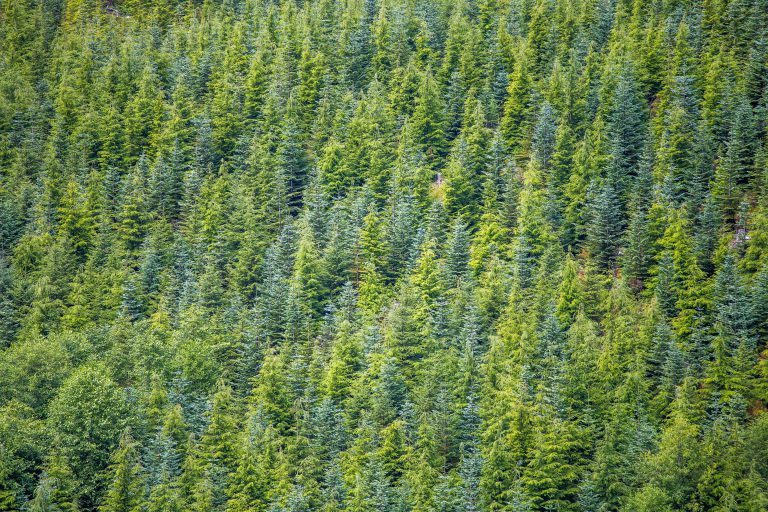 Environmentalists And Timber Industry Reach Agreement On Forests, Avoiding Oregon Ballot Fights