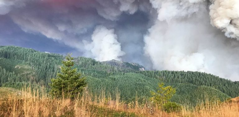 Opinion: Wildfires show need to unite behind forestry solutions