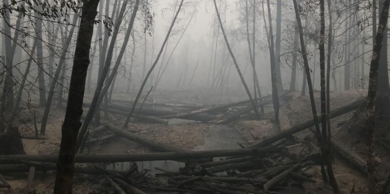 After the fires, timber industry faces ‘generational’ losses and longer-term supply questions