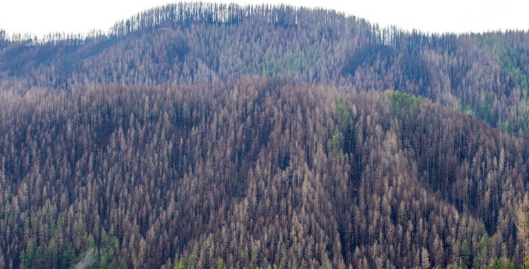 Opinion: Tax policy should respect stability of Oregon logging businesses