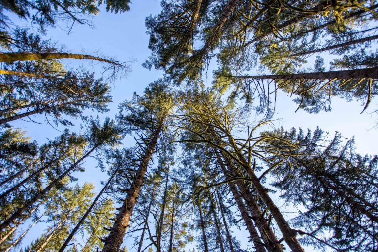 Oregon Forest & Industries Council Hires New President