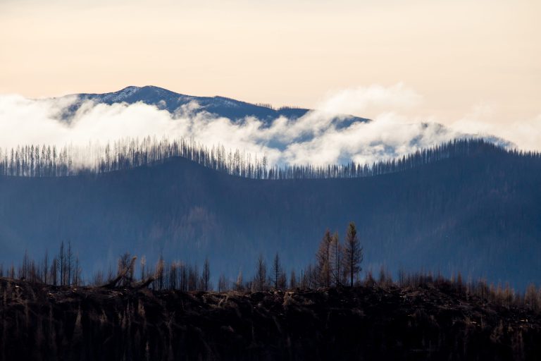 Q&A with Roseburg: Post-fire Restoration